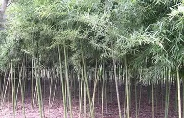 竹林名贵品种排行榜(罕见珍贵的竹子)-ACGAI艺图